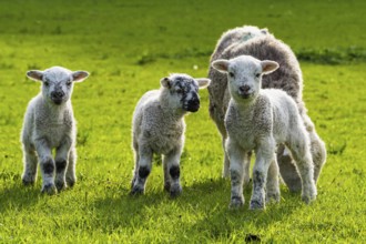 Sheep and farm in Lake District National Park, Coniston Water, Cumbria, England, United Kingdom
