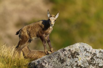 A young chamois stands on a rock, surrounded by grass, in a natural environment, chamois, chamois,