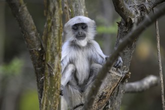 Terai grey langur (Semnopithecus hector), juvenile, portrait, Corbett National Park, near Ramnagar,