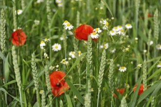 Wheat (Triticum aestivum) ears with poppies (Papaver rhoeas) and daisies (Leucanthemum vulgare) in