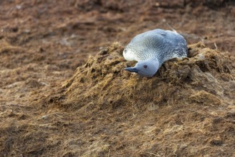 Red-throated diver (Gavia stellata) breeding on the nest, Aventdalen, Longyearbyen, Spitsbergen,
