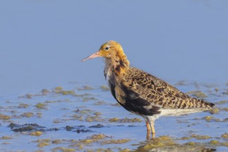 Ruff, (Philomachus pugnax), male looking for food, standing in shallow water, wildlife, animals,