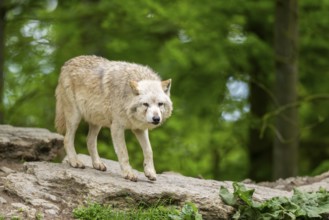 Eastern wolf (Canis lupus lycaon) standing on a little hill, Bavaria, Germany