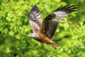 Red kite (Milvus milvus) flying in a forest in early summer, Bavaria, Germany