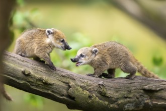 South American coati (Nasua nasua) youngsters klimbing in a tree, captive, Zoo Augsburg