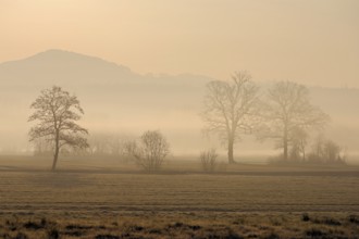 Meadows and trees in the early morning mist in the light of the rising sun, Reusstal, Aristau,