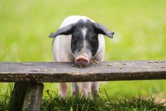 Swabian-Hall swine (Schwäbisch-Hällisches Landschwein) eating on a meadow, Germany