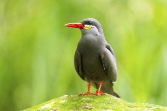 Inca tern (Larosterna inca) sitting on a rock, captive, Zoo Augsburg, Germany