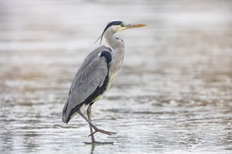Grey heron (Ardea cinerea) Germany