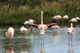 Pink flamingos (Phoenicopterus roseus), standing in the water, wings spread out, Pont de Gau bird