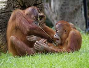 Animal portrait, two Borneo orangutans (pongo pygmaeus) playing, captive, distribution Borneo