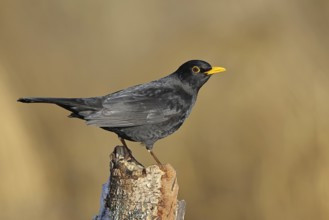 Blackbird (Turdus merula), male, sitting on an old tree stump in the forest, Wilnsdorf, North