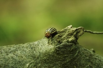 Colorado potato beetle, June, Germany