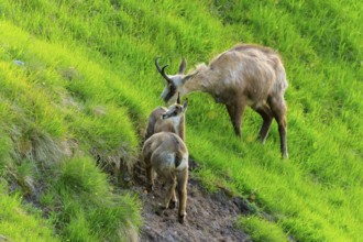Chamois family climbing together over a grassy mountain slope, chamois, chamois, (Rupicapra