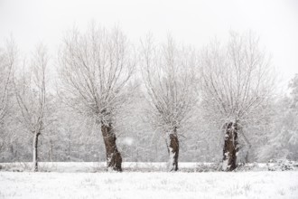 Old gnarled pollarded trees, pollarded willows in the snow on the Lower Rhine, on the left bank of