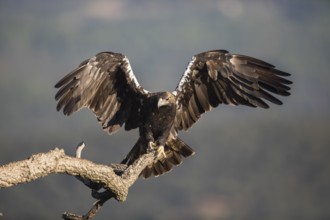 Iberian Eagle (Aquila adalberti), Spanish imperial eagle, Extremadura, Castilla La Mancha, Spain