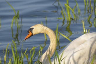 A Mute Swan (Cygnus olor) swimming on the shore of the Steinhuder Meer, animal photo, bird, bird