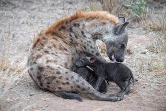 Spotted hyena (Crocuta crocuta), adult female licking young, lying down, Kruger National Park,