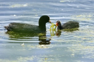 Eurasian Coot giving chicks algae in clear water, Coot, (Fulicia atra), wildlife, Germany