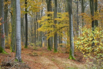 European beech (Fagus sylvatica), colored leaves in autumn in a beeck forest, Bavaria, Germany