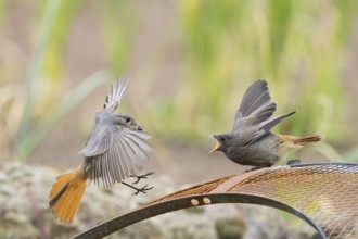Female black redstart (Phoenicurus ochruros) approaching to feed a young bird on a wire mesh,