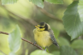 A great tit (Parus major), young bird, sitting on a branch in the countryside, Hesse, Germany