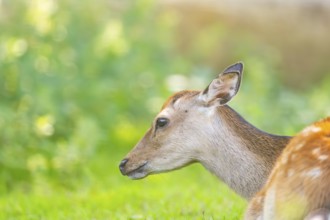 Sika deer (Cervus nippon) lying on a meadow, Bavaria, Germany
