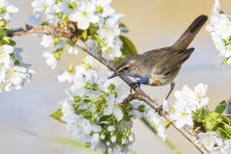 Bluethroat (Luscinia svecica cyanecula) ml Germany