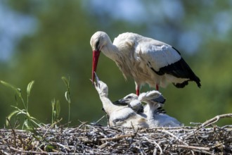 Stork feeding its chicks in the nest in front of a green, blurred natural backdrop, White Stork