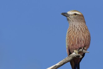 Lilac-breasted roller (Coracias caudatus), sitting on a branch, at the top of a tree, bird