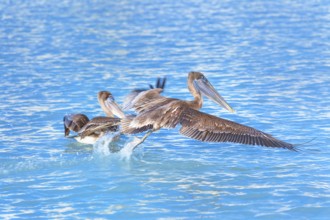 Brown pelican (Pelecanus occidentalis) starting flight, Key West, Florida, USA