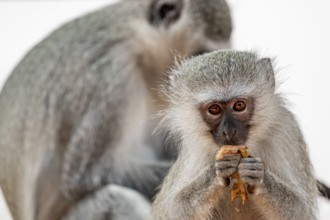 Southern vervet monkey (Chlorocebus pygerythrus) juvenile feeding, Kruger National Park, South