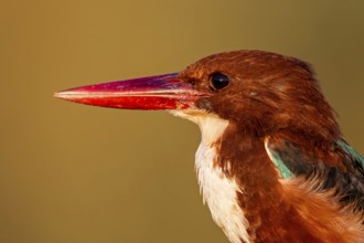 Braunliest, Smyrna Kingfisher, White-breasted Kingfisher, White-throated Kingfisher, Halcyon