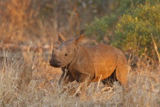 Breitmaulnashorn, Ceratotherium simum, White Rhinoceros, Square-lipped rhinoceros, rinoceronte