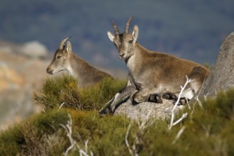 Western Spanish ibex (Capra pyrenaica victoriae) group standing on rocks, Sierra de Gredos, Castile