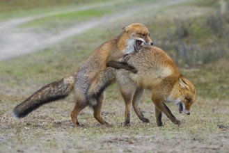 Red Fox (Vulpes vulpes) pair fighting and playing, Netherlands