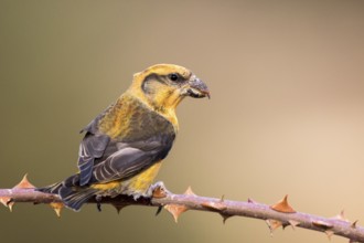 Red Crossbill (Loxia curvirostra) male perched on a branch, Aragon, Spain