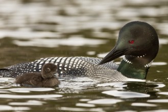 Great Northern Loon (Gavia immer) with chick, British Columbia, Canada
