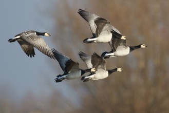Barnacle Goose (Branta leucopsis) group flying, North Rhine-Westphalia, Germany