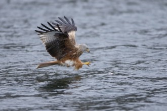 Rotmilan, lat. Milvus milvus, Altvogel im Jagdflug auf einen im Wasser treibenden toten Fisch