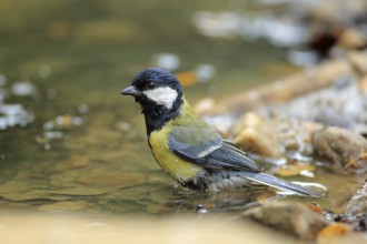 Great Tit (Parus major) bathing at a waterhole, Andalusia, Spain