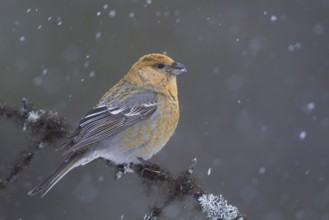 Pine Grosbeak - Hakengimpel - Pinicola enucleator, Finland