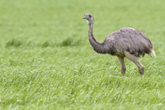 Nandu