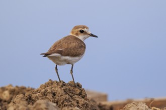 Kentish Plover (Charadrius alexandrinus) female, Greece