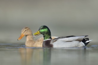 Mallard (Anas platyrhynchos) pair, North Rhine-Westphalia, Germany