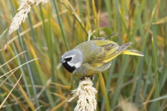 White-bridled Finch (Melanodera melanodera) male, Falkland Islands