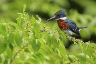 Green Kingfisher (Chloroceryle americana) perched on a branch in Manu National Park, Peru