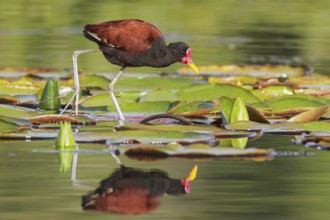 Wattled Jacana (Jacana jacana) in a lake in Manu National Park, Peru