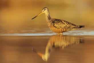 Hudsonian Godwit (Limosa haemastica) in a pond in the tundra near Churchill, Manitoba, Canada