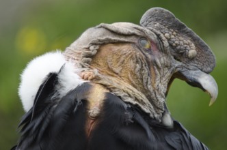 An Andean Condor at Parque Condor (Condor Park) in Otavalo, Ecuador. The Condor Park is a place